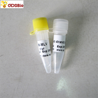 M-Mlv Ters Transkriptaz PCR Reaktifleri Rt PCR R1041/R1042