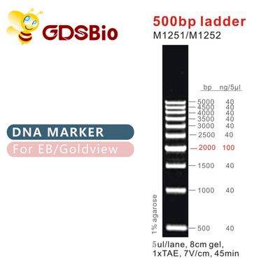 Klasik DNA Merdivenleri ve İşaretleyiciler 500bp Merdiven M1251/M1252