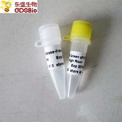 SYBR Yeşil Gerçek Zamanlı PCR Karışımı Yüksek ROX+ P2091b/P2092b