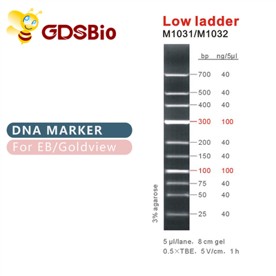 Düşük Merdivenli DNA Markörü M1031 (50μg)/M1032 (50μg×5)