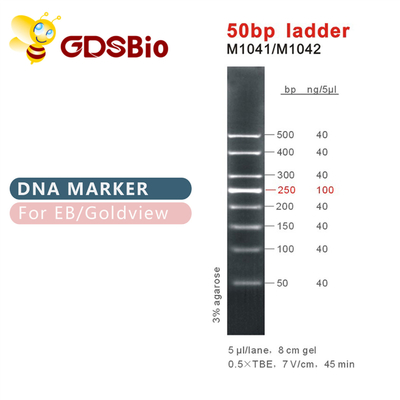 50bp Merdiven DNA Markörü M1041 (50μg)/M1042 (50μg×5)