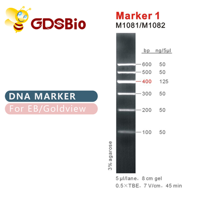 İşaretleyici 1 DNA merdiveni M1081 (50μg)/M1082 (50μg×5)