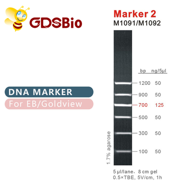 İşaretleyici 2 DNA merdiveni M1091 ​​(50μg)/M1092 (50μg×5)