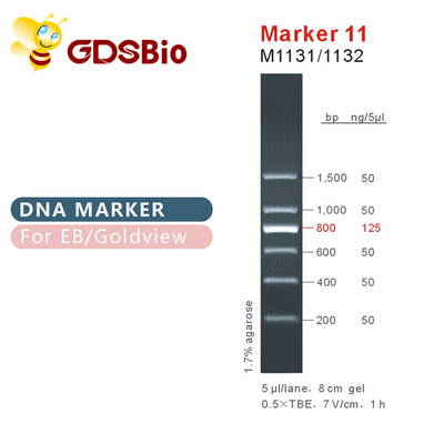 Marker 11 DNA merdiveni M1131 (50μg)/M1132 (5×50μg)