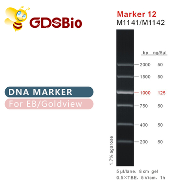 Marker 12 DNA merdiveni M1141 (50μg)/M1142 (5×50μg)