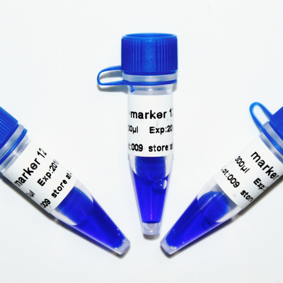 Marker 12 DNA merdiveni M1141 (50μg)/M1142 (5×50μg)