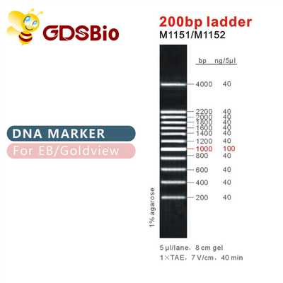 200bp Merdiven DNA Markörü M1151 (50μg)/M1152 (5×50μg)