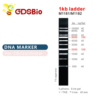 1kb Ladder 1000bp DNA Marker Ladder Jel Elektroforezi