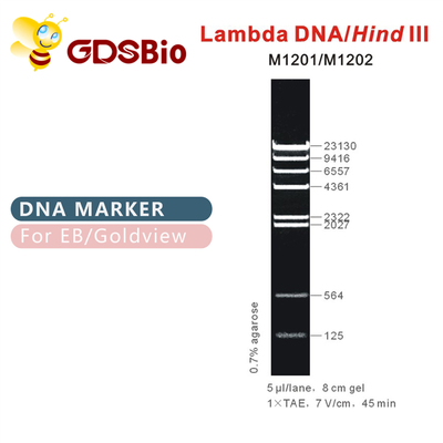 λDNA/Hind Ⅲ DNA İşaret merdiveni M1201 (50μg)/M1202 (5×50μg)