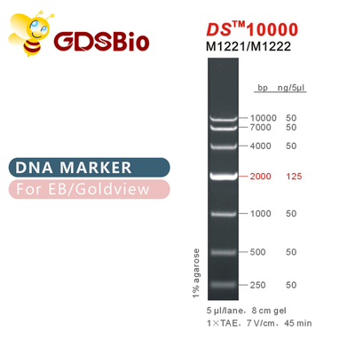DS10000 DNA İşaretleyici merdiveni M1221 (50μg)/M1222 (5×50μg)