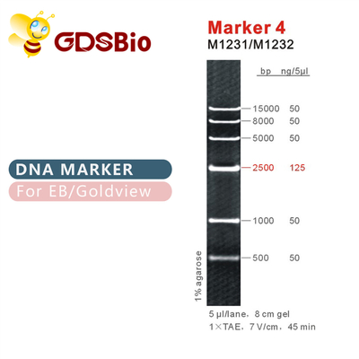 İşaretleyici 4 DNA merdiveni M1231 (50μg)/M1232 (5×50μg)