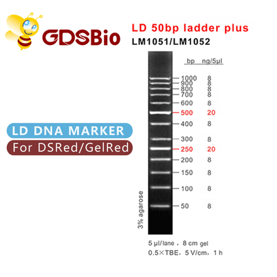 50bp Ladder Plus DNA Marker Elektroforezi, DNA Boyut Markerleri Jel Elektroforezi
