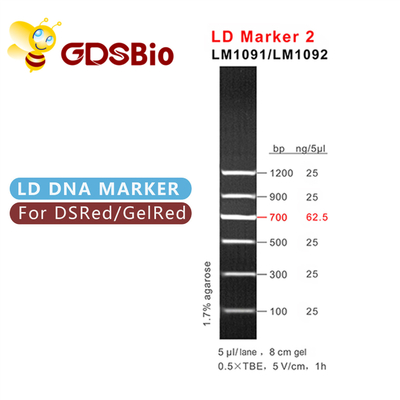 LD Marker 2 60 Hazırlık DNA Marker Elektroforezi GDSBio