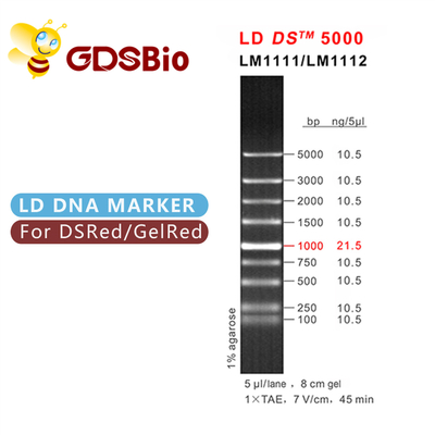 GDSBio LD DS 5000 DNA İşaretleyici Elektroforez Mavi Görünüm