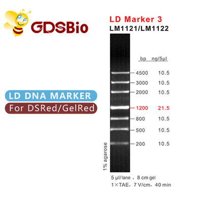 LD Marker 3 DNA Ladder Elektroforezi 60 Preps Yüksek Saflıkta Reaktifler