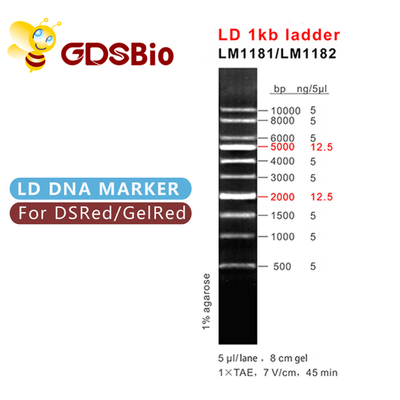 LD 1kb Ladder 1000bp DNA Marker LM1181 (50 hazırlık)/LM1182 (50 hazırlık×5)