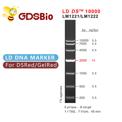 10000bp 10kb DNA Ladder Elektroforez Yüksek Saflıkta Reaktifler