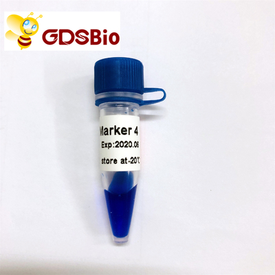 LD Marker 4 DNA Ladder LM1231 (50 hazırlık)/LM1232 (50 hazırlık×5)