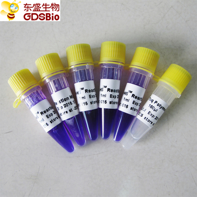 Nükleik Asit PCR Tespiti P3082 için 1ml×5 PCR Master Mix HS Kiti