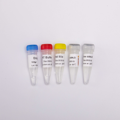 QPCR Önceden Karıştırılmış Ters Transkriptaz PCR Reaktifleri R1031 için RT PCR Karışımı