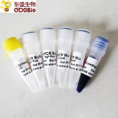 PCR Master Mix için GDSBio Taq DNA Polimeraz