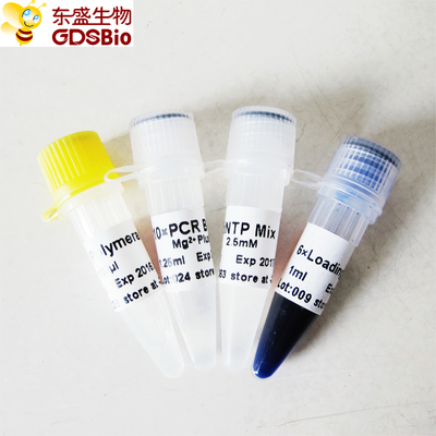 PCR Master Mix için GDSBio Taq DNA Polimeraz