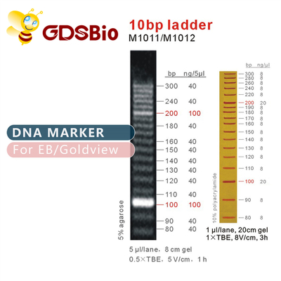 10bp DNA Ladder Jel Elektroforezi Yüksek Saflıkta Reaktifler