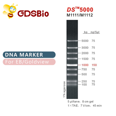 1000bp DS 5000 DNA Elektroforez İşaretleyici, RNA Jeli İçin DNA Merdiveni