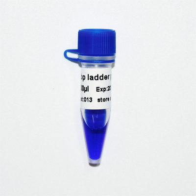 Mavi Görünüm 50bp DNA Ladder Elektroforezi 50ug
