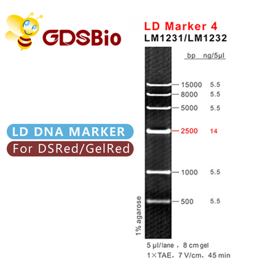 50 Preps GDSBio DNA Boyut Belirteçleri Jel Elektroforez LD İşaretleyici 4