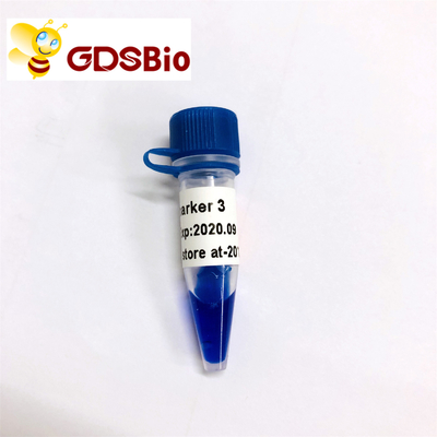 GDSBio LD Marker 3 DNA Marker Elektroforez 60 Preps