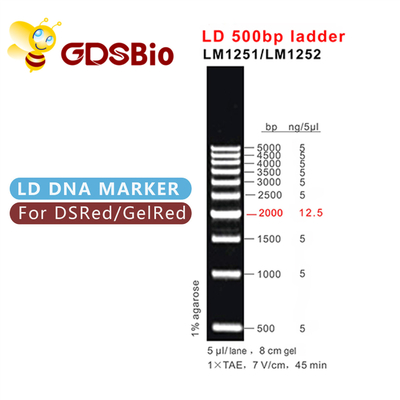 500bp LD DNA Ladder Jel Elektroforezi 60 Preps