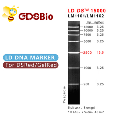 LD DS 15000bp 15kb DNA İşaretleyici Elektroforez 50 Hazırlık