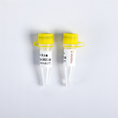 P1113 PCR Ana Karışımı Bst DNA Polimeraz Eksonükleaz Eksi 8000 U/mL